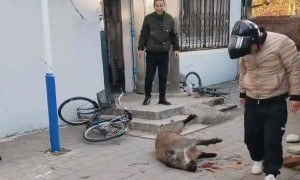 辽宁凤城十余头野猪进城一头被击毙，警方称街面已无它们踪迹，专家：全国野猪致害省份达26个
